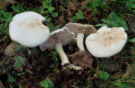 Blassblauer Rötelritterling (Lepista glaucocana) - © Michaela und Gernot Friebes